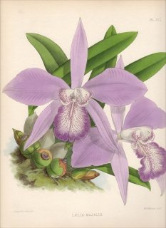 1889年 Warner Orchid Album Pl.372 ラン科 レリア属 LAELIA MAJALIS