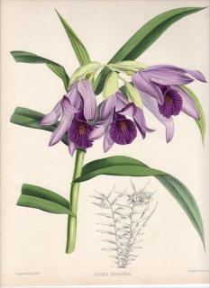 1883年 Warner Orchid Album Pl.67 ラン科 ツニア属 THUNIA BENSONIAE
