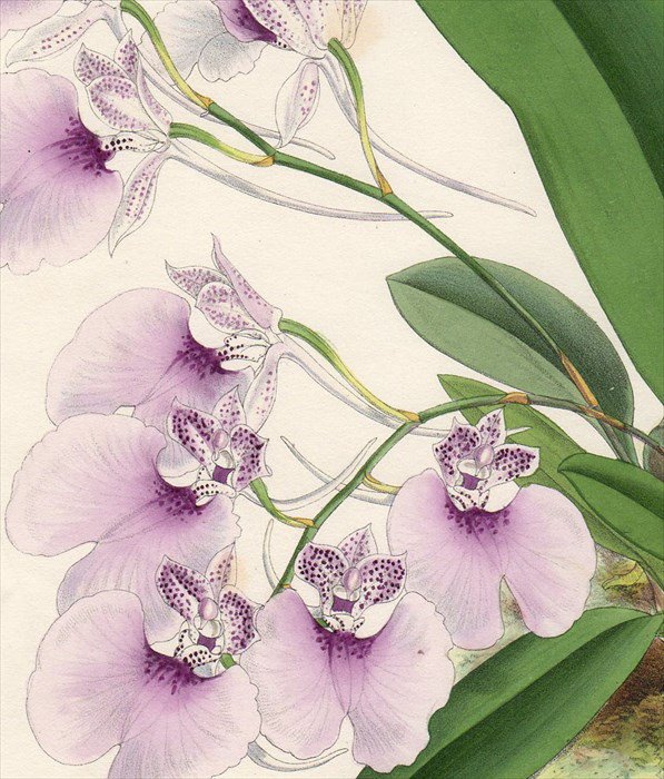 1883年 Warner Orchid Album Pl.65 ラン科 コンパレッティア属