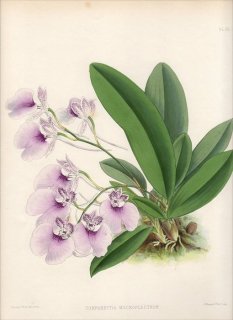 1883ǯ Warner Orchid Album Pl.65  ѥåƥ° COMPARETTIA MACROPLECTRON