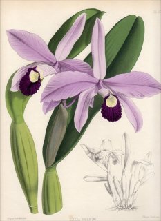 1883年 Warner Orchid Album Pl.60 ラン科 カトレヤ属 LAELIA PERRINII