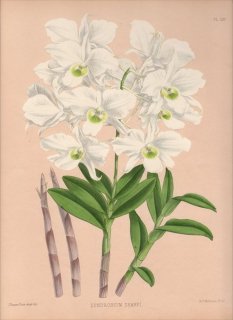 1884年 Warner Orchid Album Pl.120 ラン科 デンドロビウム属 DENDROBIUM DEAREI