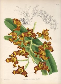 1885年 Warner Orchid Album Pl.147 ラン科 グラマンギス属 GRAMMATOPHYLLUM ELLISII