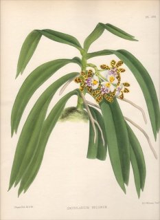 1885年 Warner Orchid Album Pl.156 ラン科 ガストロキルス属 SACCOLABIUM BELLINUM
