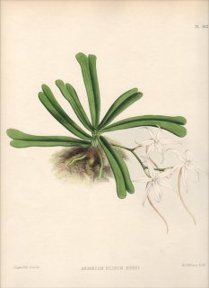1885年 Warner Orchid Album Pl.162 ラン科 エランギス属 ANGRAECUM BILOBUM KIRKII