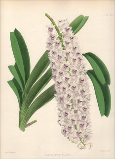 1885年 Warner Orchid Album Pl.169 ラン科 リンコスティリス属 SACCOLABIUM BLUMEI