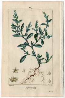 1816年 Chaumeton Flore medicale Pl.107 タデ科 ミチヤナギ属 ミチヤナギ CENTINODE