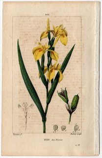 1816ǯ Chaumeton Flore medicale Pl.202  ° 祦 IRIS des Marais