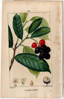 1816年 Chaumeton Flore medicale Pl.215 バラ科 サクラ属 セイヨウバクチノキ LAURIER-CERISE