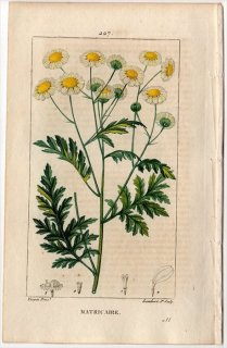 1816年 Chaumeton Flore medicale Pl.227 キク科 ヨモギギク属 ナツシロギク MATRICAIRE