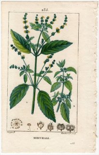 1816年 Chaumeton Flore medicale Pl.235 トウダイグサ科 ヤマアイ属 MERCURIALE