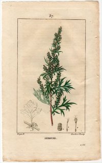1815年 Chaumeton Flore medicale Pl.37 キク科 ヨモギ属 オウシュウヨモギ ARMOISE