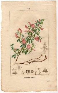 1815年 Chaumeton Flore medicale Pl.39 マメ科 ハリモクシュ属 ハリモクシュ ARRETE-BOEUF