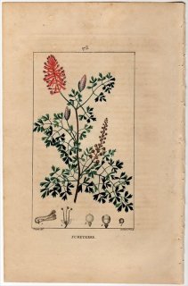 1818年 Chaumeton Flore medicale Pl.173 ケシ科 カラクサケマン属 カラクサケマン FUMETERRE