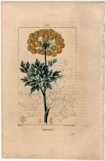 1818年 Chaumeton Flore medicale Pl.175 セリ科 オオウイキョウ属 ガルバナム GALBANUM