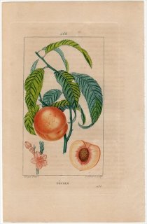 1818年 Chaumeton Flore medicale Pl.266 バラ科 モモ属 モモ PECHER