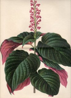 1876ǯ Linden L'Illustration Horticole Pl.235 Ƚ ĥͥΥޥ ƥ° ERANTHEMUM ROSEUM LIND & FOURN