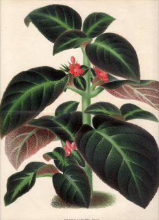 1876ǯ Linden L'Illustration Horticole Pl.236 Ƚ 勵Х ʥꥯ° EPISCIA LUCIANI FOURN