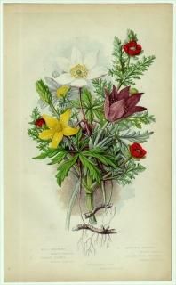 1855ǯ Pratt ѹθֿʪ Pl.3 ݥ ֥ Хʥ ե好