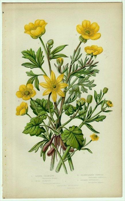 1855年 Pratt 英国の顕花植物 Pl 5 キンポウゲ科 キンポウゲ属 ヒメリュウキンカ ハイキンポウゲ アンティークプリント ボタニカルアート 博物画の通販サイト Spirito Di Artigiano 1855年 Pratt 英国の顕花植物 Pl 5 キンポウゲ科 キンポウゲ属 ヒメリュウキンカ ハイキンポウゲ アンティークプリント ボタニカルアート 博物画の通販サイト Spirito Di Artigiano