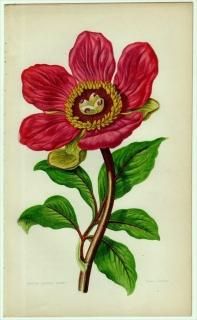 1855ǯ Pratt ѹθֿʪ Pl.9 ܥ ܥ° ENTIRE LEAVED PEONY  㥯䥯