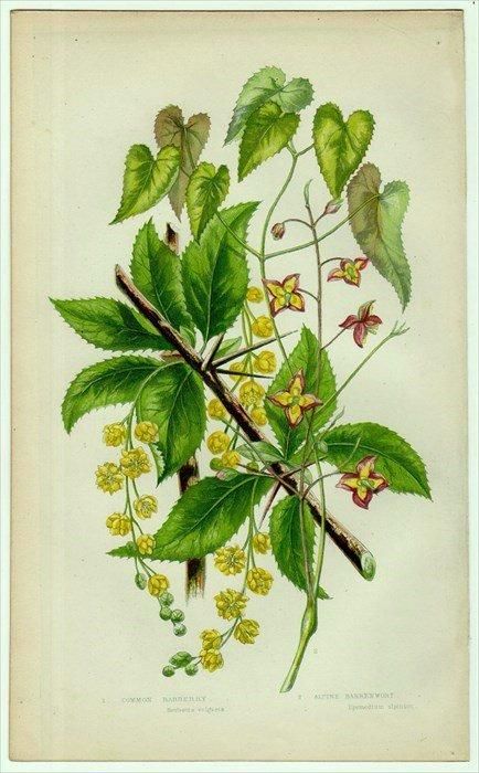 1855年 Pratt 英国の顕花植物 Pl 10 メギ科 セイヨウメギ イカリソウ アンティークプリント ボタニカルアート 博物画の通販サイト Spirito Di Artigiano 1855年 Pratt 英国の顕花植物 Pl 10 メギ科 セイヨウメギ イカリソウ アンティークプリント ボタニカルアート 博物画の通販サイト Spirito Di Artigiano