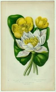 1855ǯ Pratt ѹθֿʪ Pl.11  襦 襦ۥ Water Lily