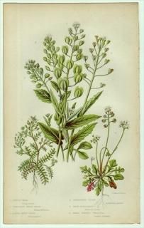 1855ǯ Pratt ѹθֿʪ Pl.15 ֥ʲ Хʥ ʥ