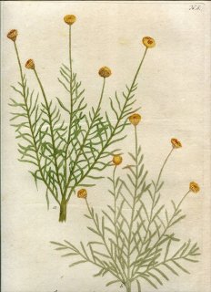 1737年 Weinmann 花譜 N.6 キク科 ワタスギギク属 Abrotanum 2種