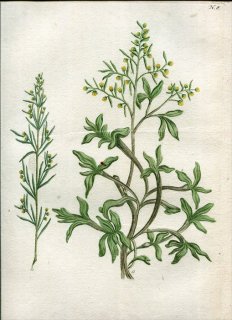 1737年 Weinmann 花譜 N.8 キク科 ヨモギ属 Absinthium 2種