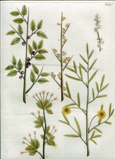 1737年 Weinmann 花譜 N.10 マメ科 アカシア属 Acasia 3種