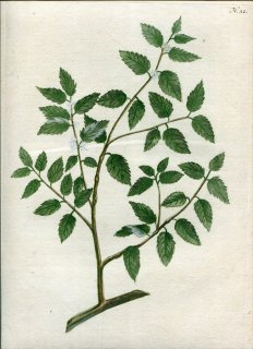 1737年 Weinmann 花譜 N.32 モチノキ科 モチノキ属 ウィンターベリー Alcanna major latifolia