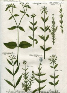 1737年 Weinmann 花譜 N.76 ナデシコ科 オランダミミナグサ アワユキハコベ