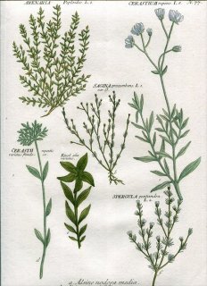 1737年 Weinmann 花譜 N.77 ナデシコ科 ハマハコベ アライトツメクサ シロミミナグサ