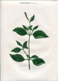 1737年 Weinmann 花譜 N.98 ヒユ科 イノコヅチ属 ケイノコヅチ ACHYRANTHES aspera