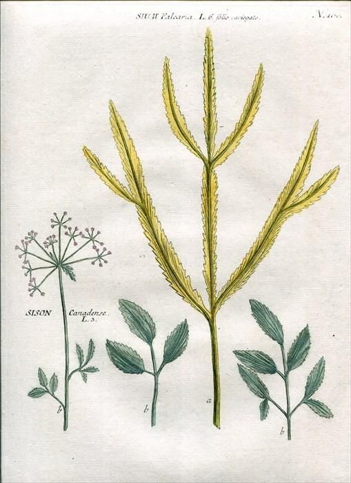 1737年 Weinmann 花譜 N 100 セリ科 ミツバ属 ミツバ Sison Canadense L アンティークプリント ボタニカルアート 博物画の通販サイト Spirito Di Artigiano 1737年 Weinmann 花譜 N 100 セリ科 ミツバ属 ミツバ Sison Canadense L アンティークプリント ボタニカルアート 博物画の通販サイト Spirito Di Artigiano