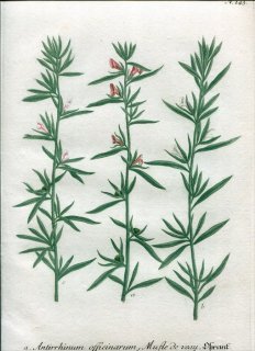 1737年 Weinmann 花譜 N.143 オオバコ科 キンギョソウ属 3種 Antirrhinum