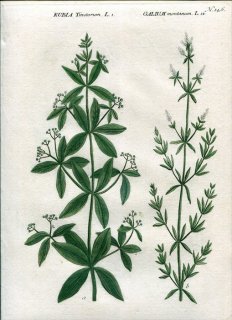 1737年 Weinmann 花譜 N.146 アカネ科 アカネ属 セイヨウアカネ RUBIA Tinctorum L