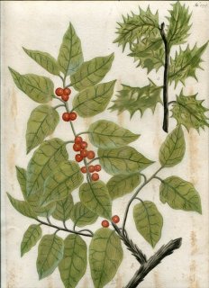 1737年 Weinmann 花譜 N.159 モチノキ科 モチノキ属 セイヨウヒイラギ