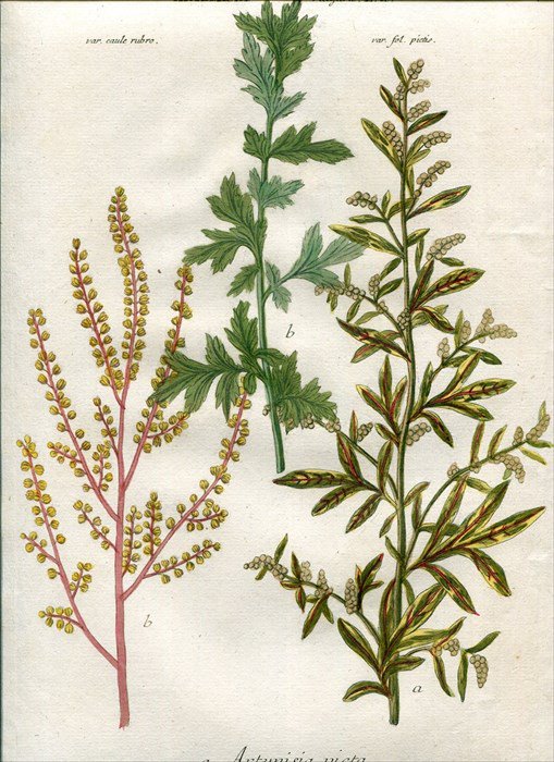 1737年 Weinmann 花譜 N 171 キク科 ヨモギ属 2種 Artemisia アンティークプリント ボタニカルアート 博物画の通販サイト Spirito Di Artigiano