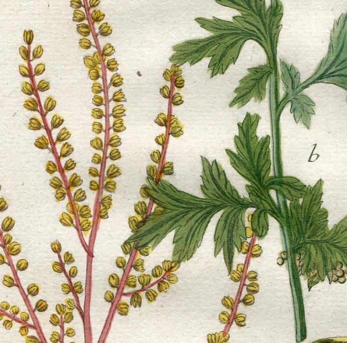 1737年 Weinmann 花譜 N 171 キク科 ヨモギ属 2種 Artemisia アンティークプリント ボタニカルアート 博物画の通販サイト Spirito Di Artigiano