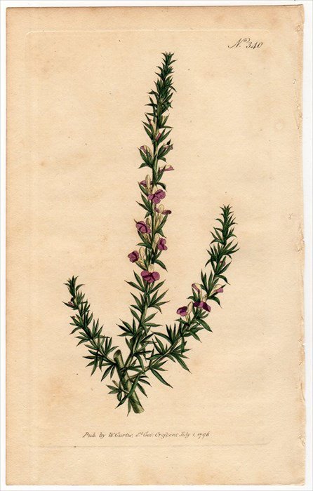 1796年 Curtis Botanical Magazine No.340 ヒメハギ科 ムラルチア属 POLYGALA HEISTERIA -  アンティークプリント 博物画 ボタニカルアートの通販サイト Spirito di Artigiano