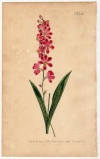 1801ǯ Curtis Botanical Magazine No.542  ° IXIA SCILLARIS, var.LATIGOLIA()