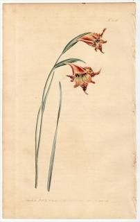1802ǯ Curtis Botanical Magazine No.556  饸饹° GLADIOLUS VERSICOLOR,var.TENUIOR()