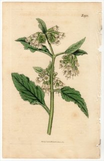 1817ǯ Curtis Botanical Magazine No.1912 饵 ҥϥ꥽° SYMPHYTUM ORIENTALE
