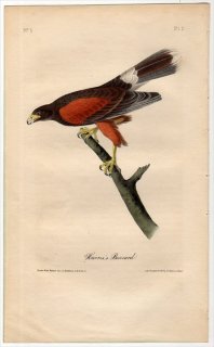 1840年 Audubon Birds of America Pl.5 タカ科 モモアカノスリ属 モモアカノスリ Harris's Buzzard