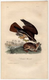 1840年 Audubon Birds of America Pl.6 タカ科 ノスリ属 アレチノスリ Common Buzzard