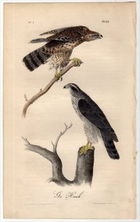 1840年 Audubon Birds of America Pl.23 タカ科 ハイタカ属 オオタカ The Goshawk