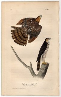 1840ǯ Audubon Birds of America Pl.24  ϥ° ѡϥ Cooper's Hawk