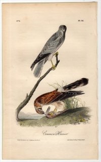 1840年 Audubon Birds of America Pl.26 タカ科 チュウヒ属 ハイイロチュウヒ Common Harrier